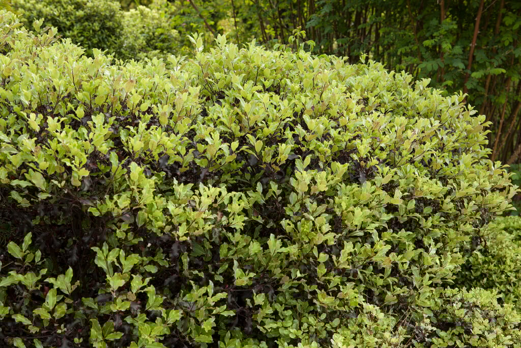 tawhiwhi 'Tom Thumb'