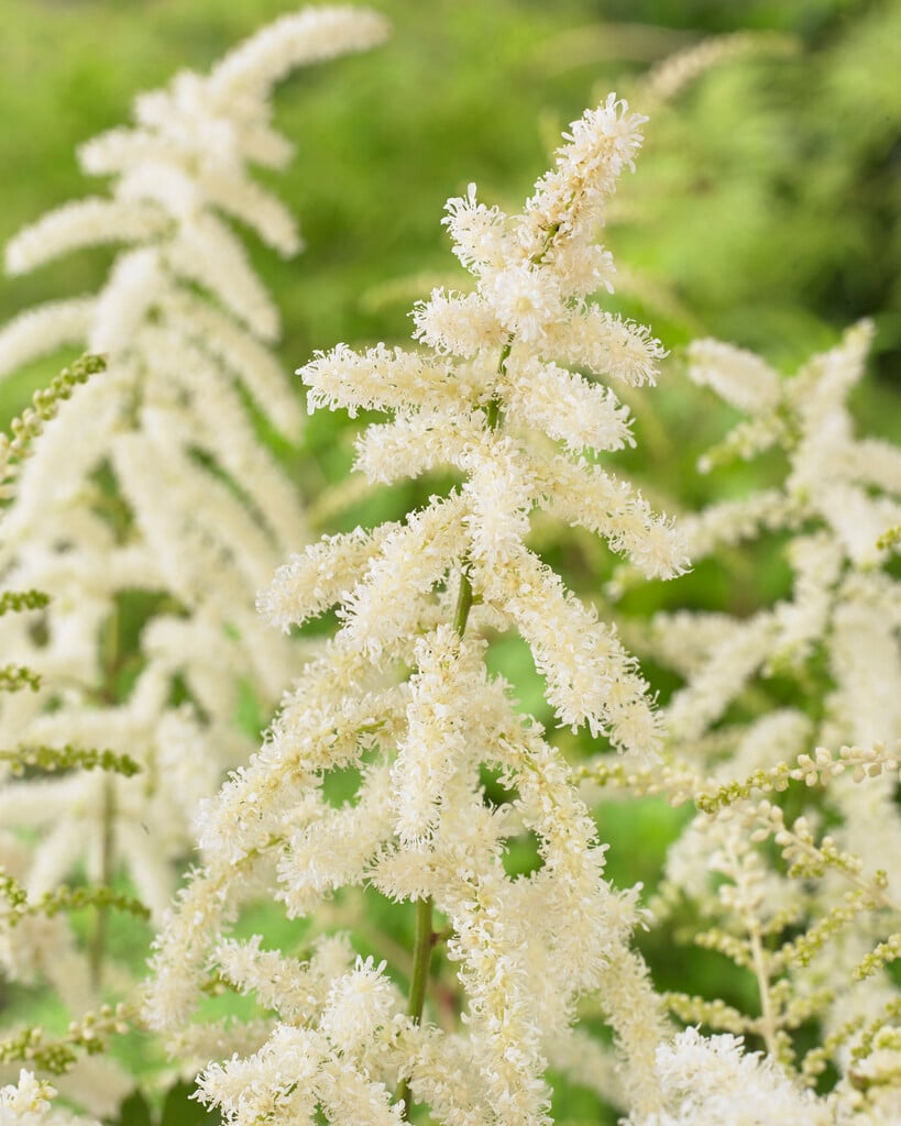 astilbe 'Deutschland'
