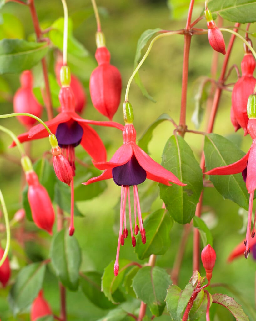 fuchsia 'Riccartonii'