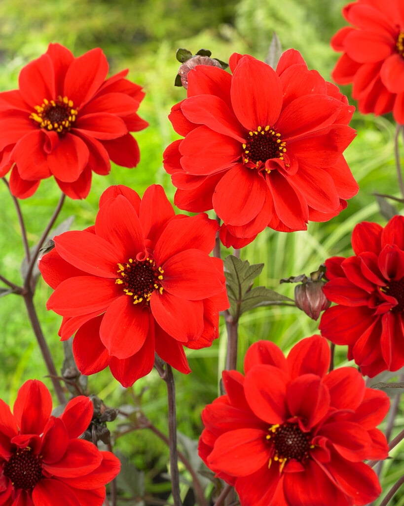 dahlia 'Bishop of Llandaff'