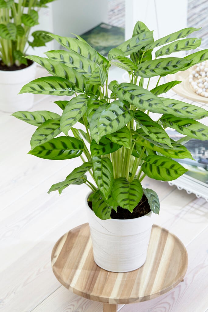 elegant calathea