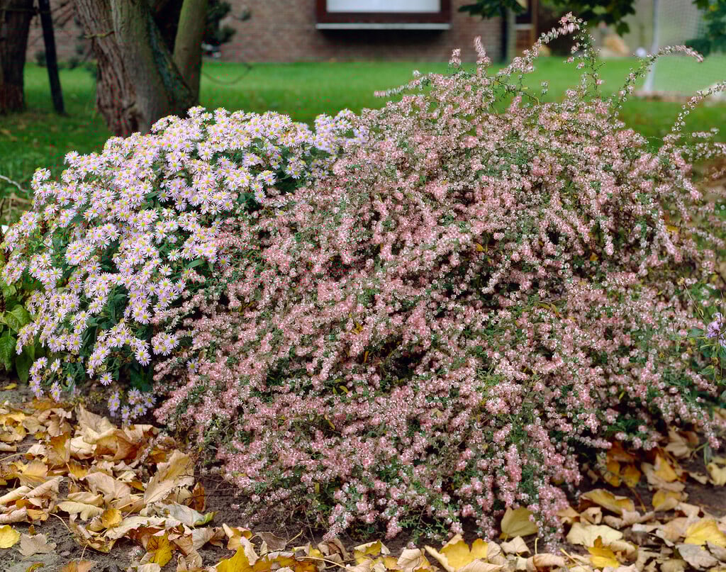 horizontal calico aster