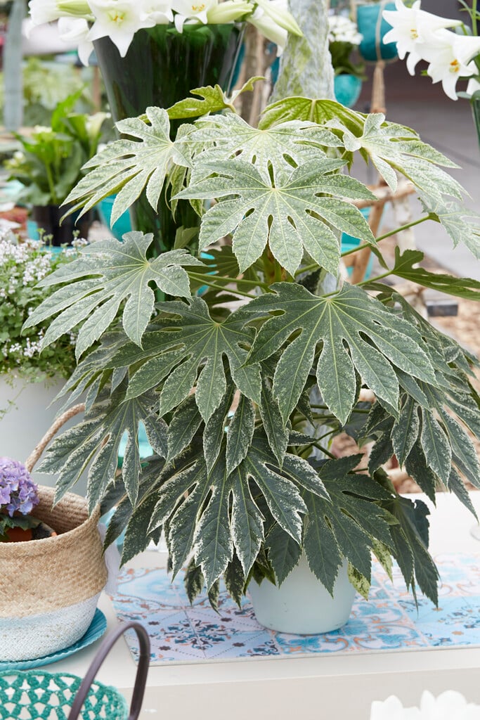 Japanese aralia 'Tsumugi-shibori'