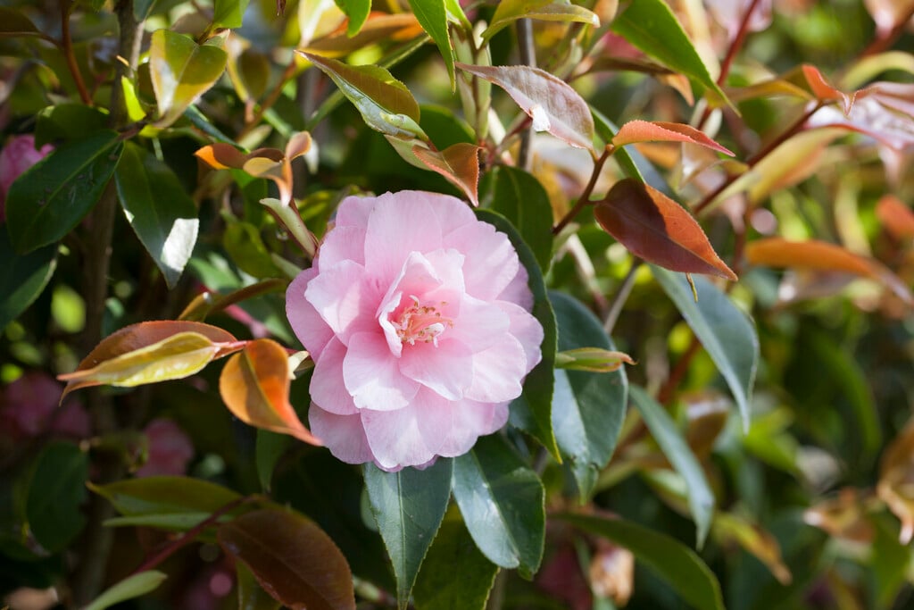 camellia 'Spring Festival'