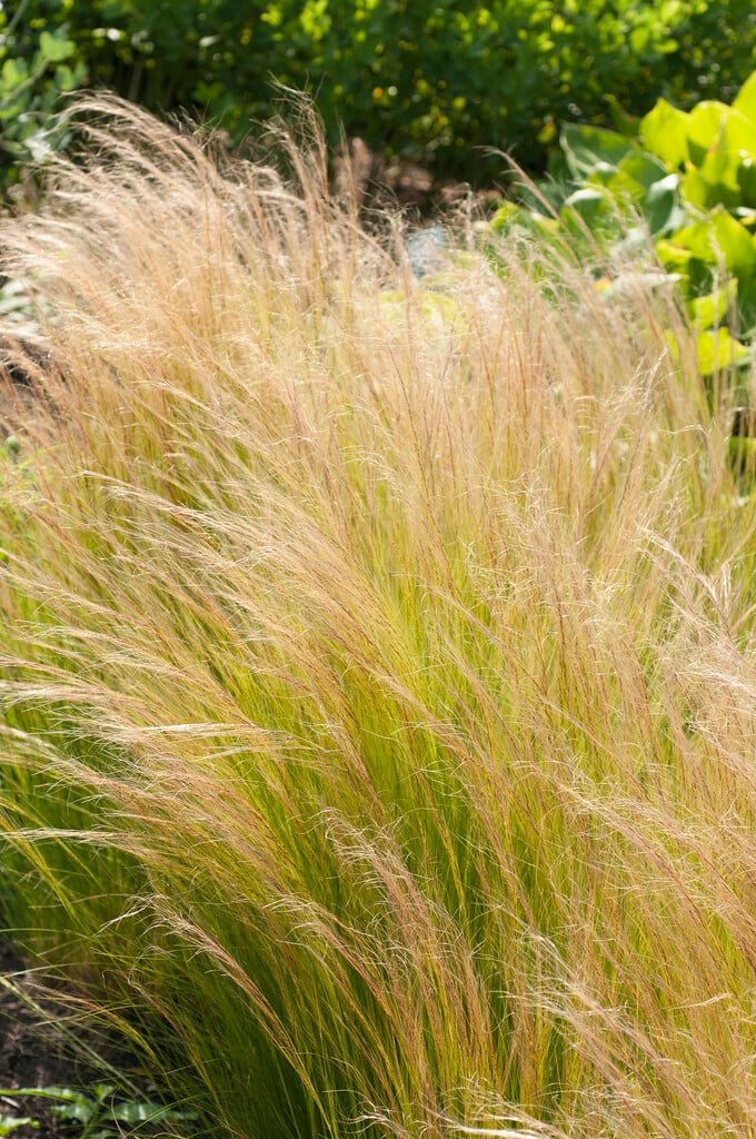 Mexican feather grass