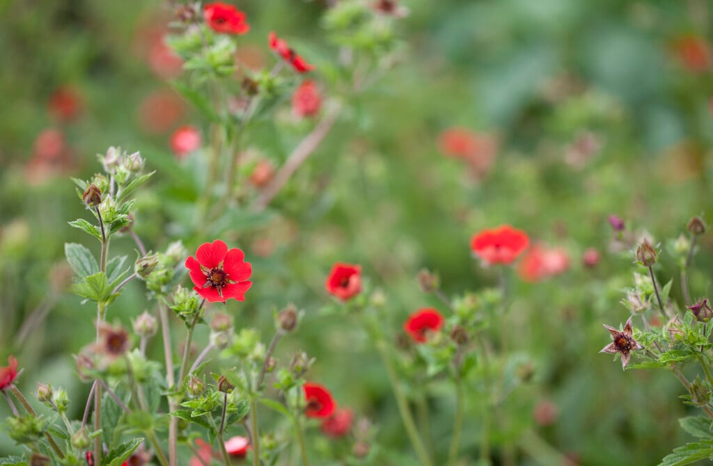 cinquefoil 'Gibson's Scarlet'
