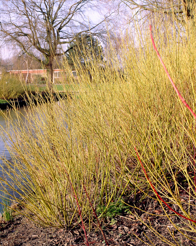 golden-twig dogwood