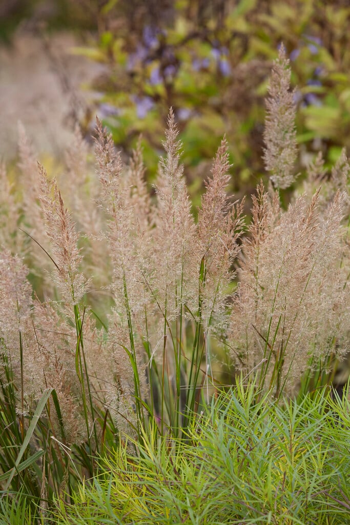 Korean feather reed grass