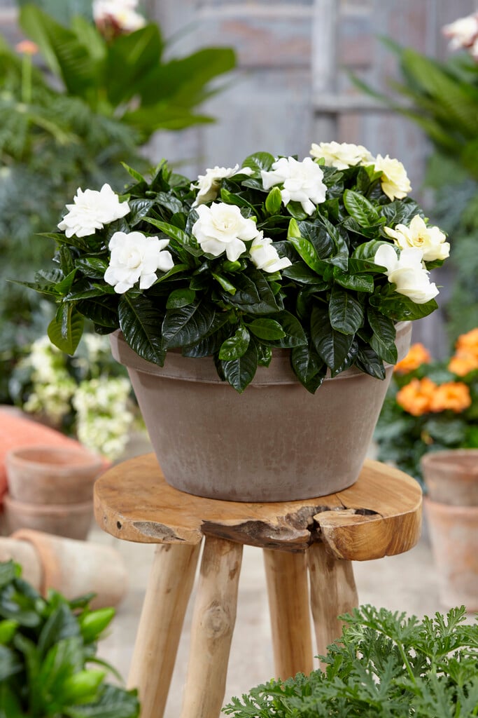 Cape jasmine