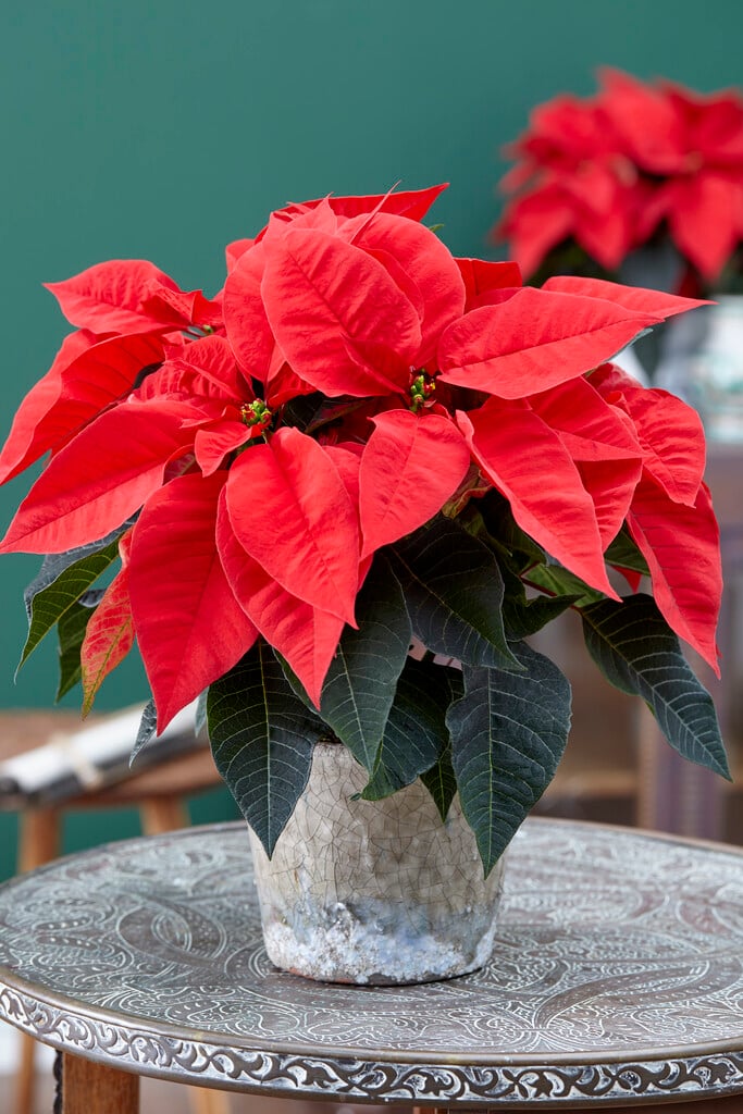 poinsettia