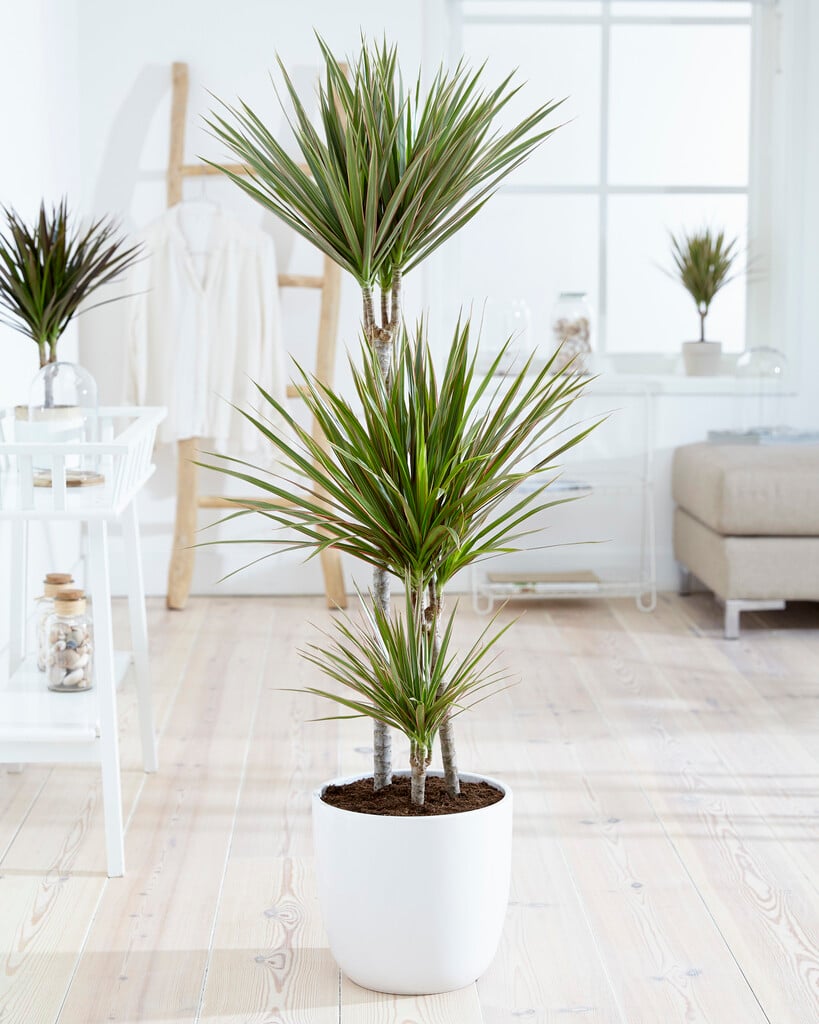 Madagascar dragon tree 'Bicolor'