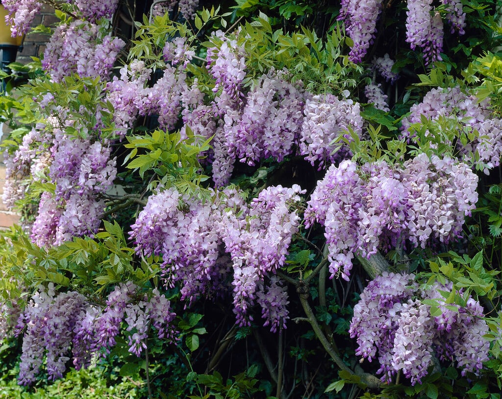 Chinese wisteria