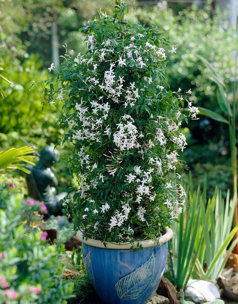 many-flowered jasmine