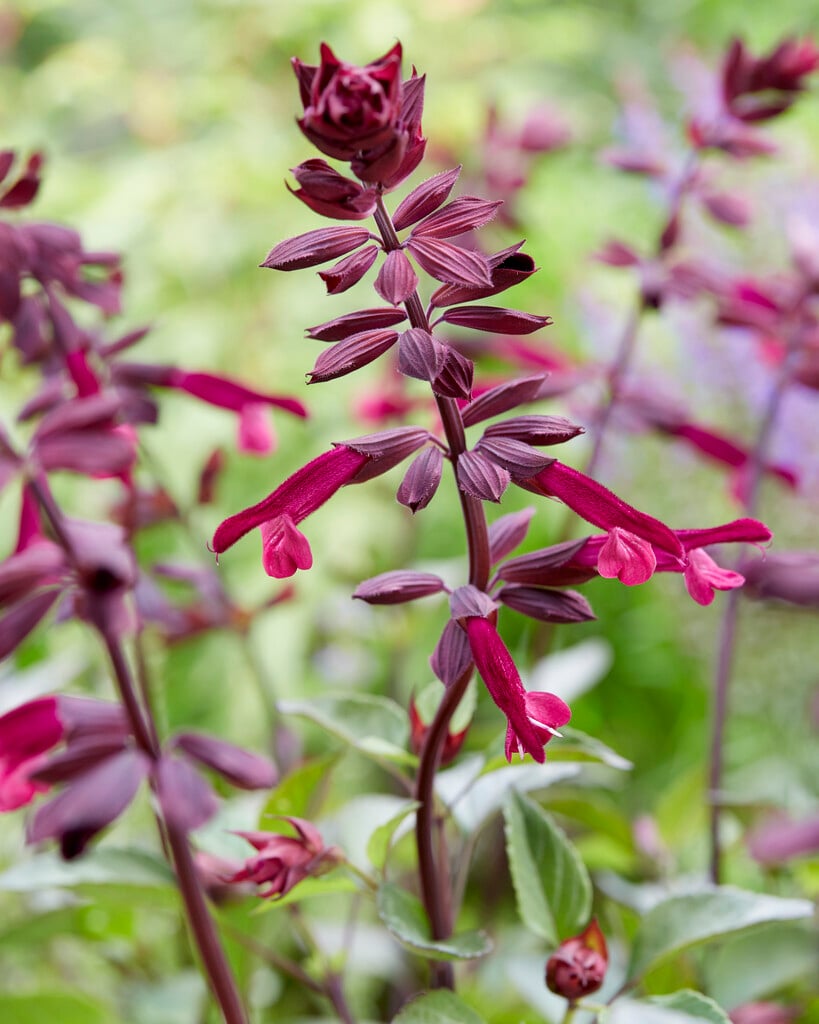 sage [Love and Wishes]