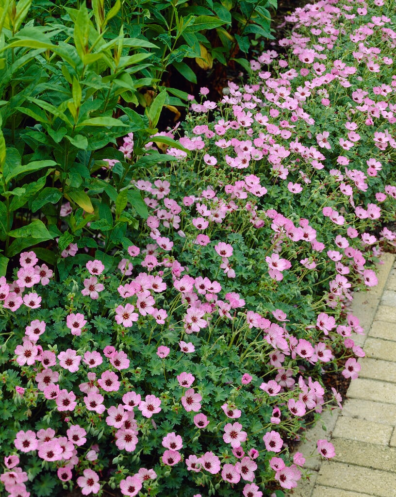 cranesbill 'Ballerina'