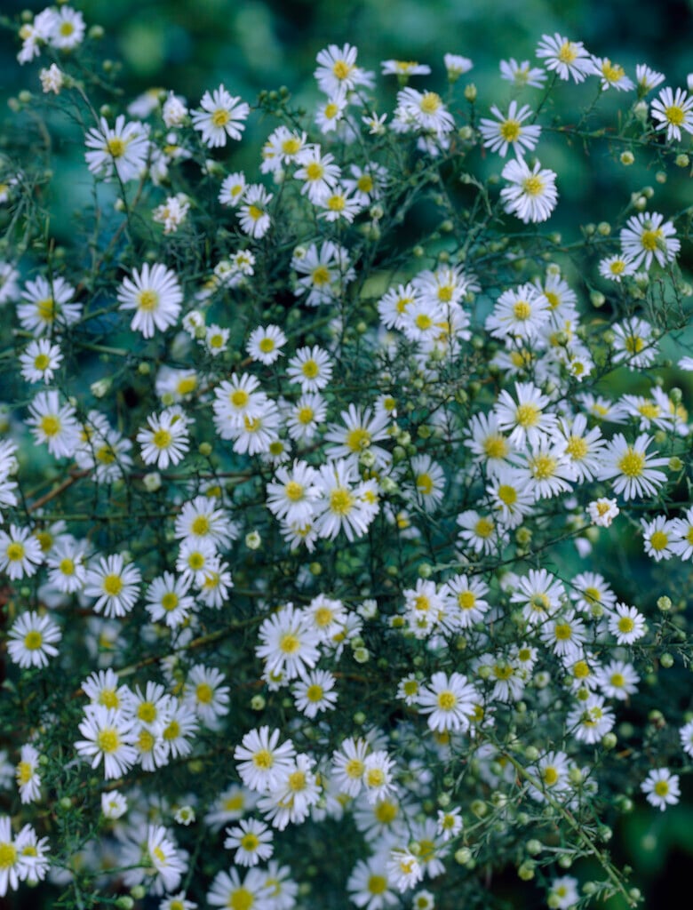 white heath aster