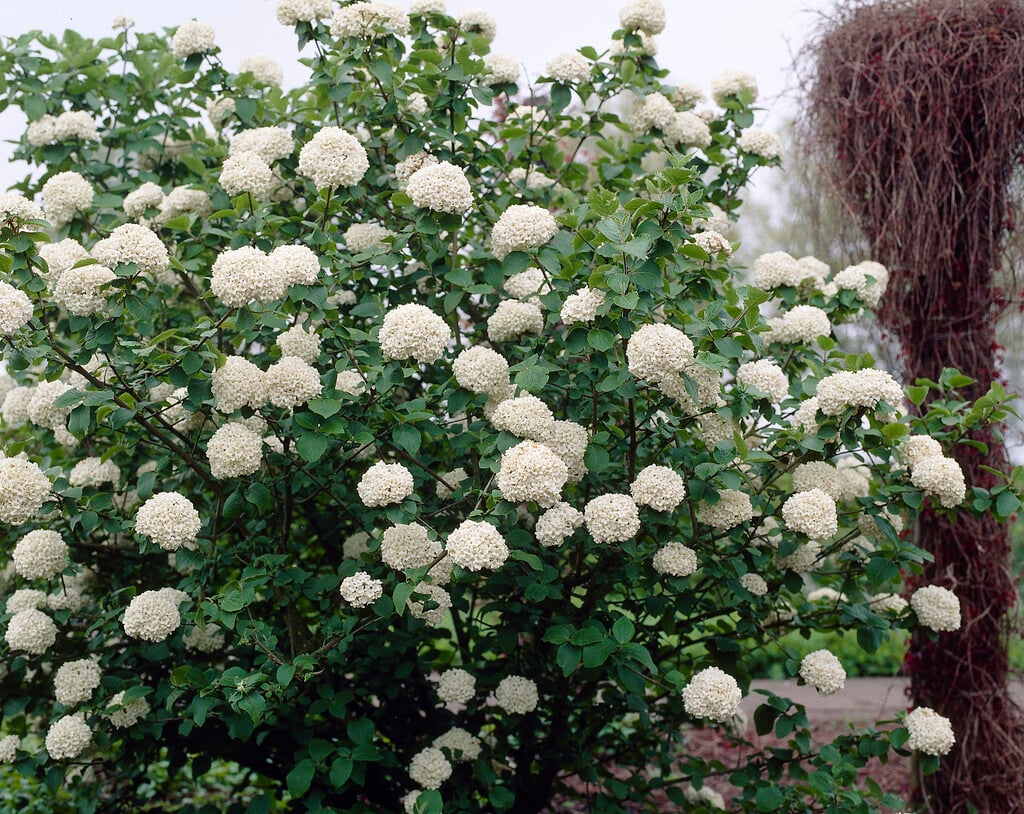 fragrant snowball