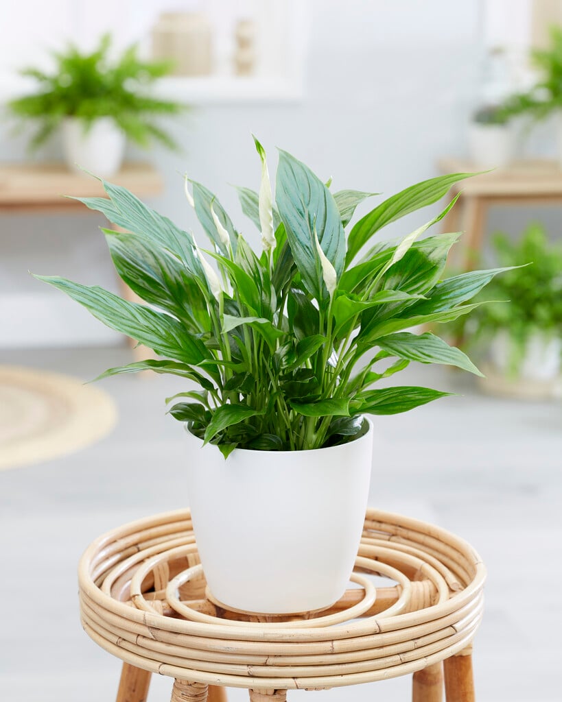 peace lily 'Bellini'