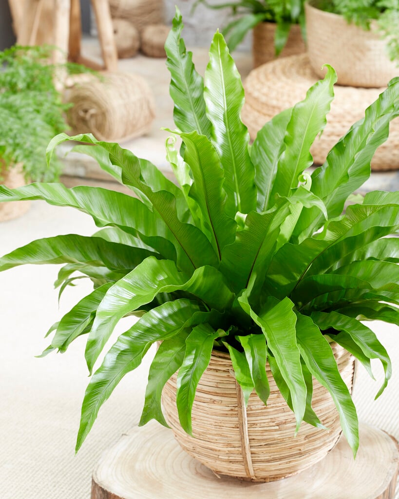 bird's nest fern