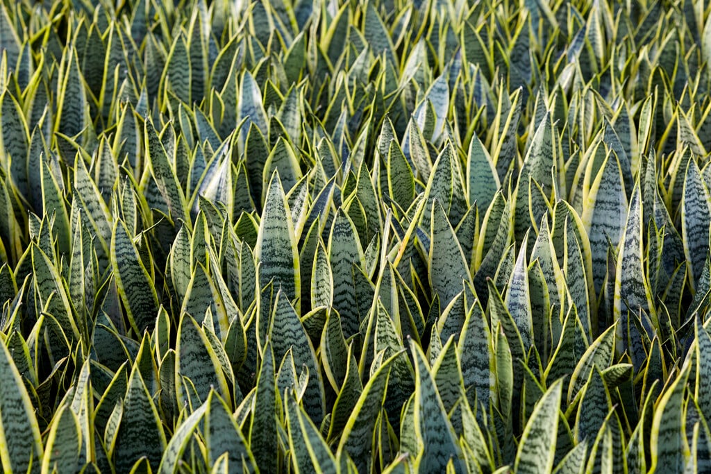 variegated snake plant