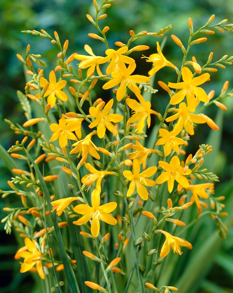 montbretia 'George Davison'