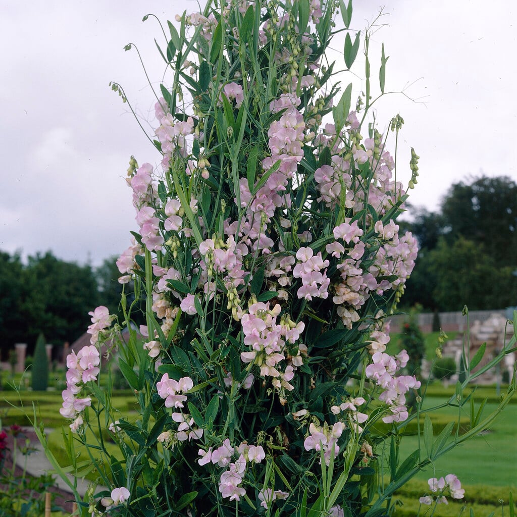 everlasting pea 'Rosa Perle'