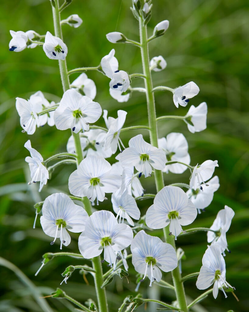 gentian speedwell
