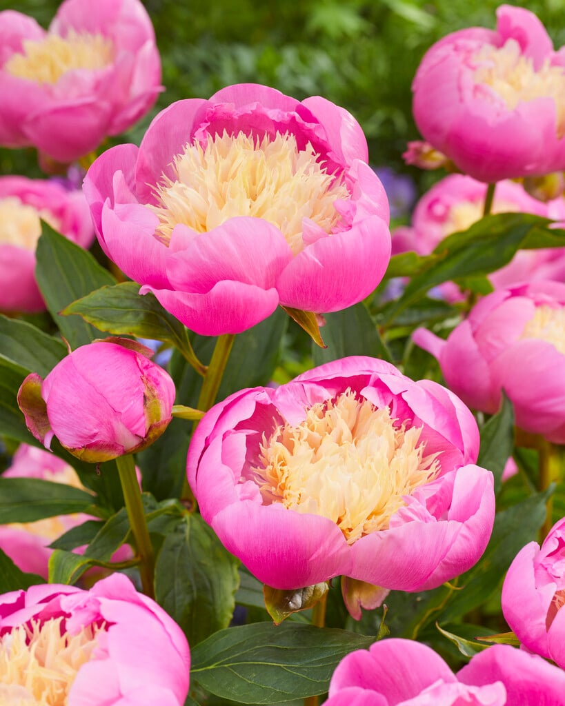 peony 'Bowl of Beauty'