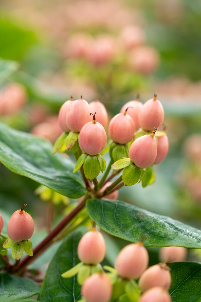 tall tutsan [Magical Beauty]