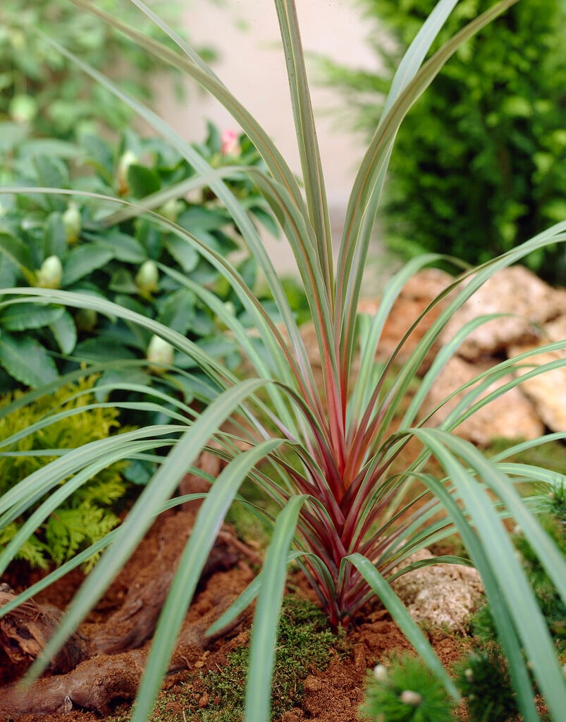 cabbage palm 'Sundance'