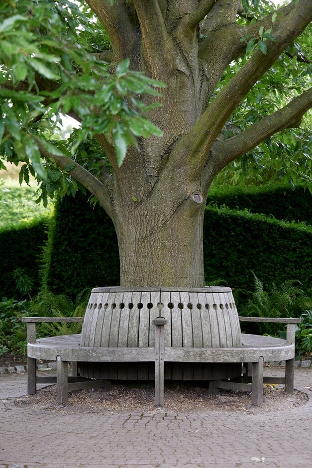oak 'Green Spire'