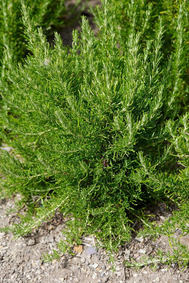 rosemary 'Green Ginger'