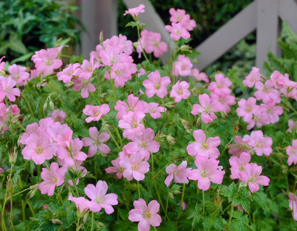 cranesbill 'Wargrave Pink'