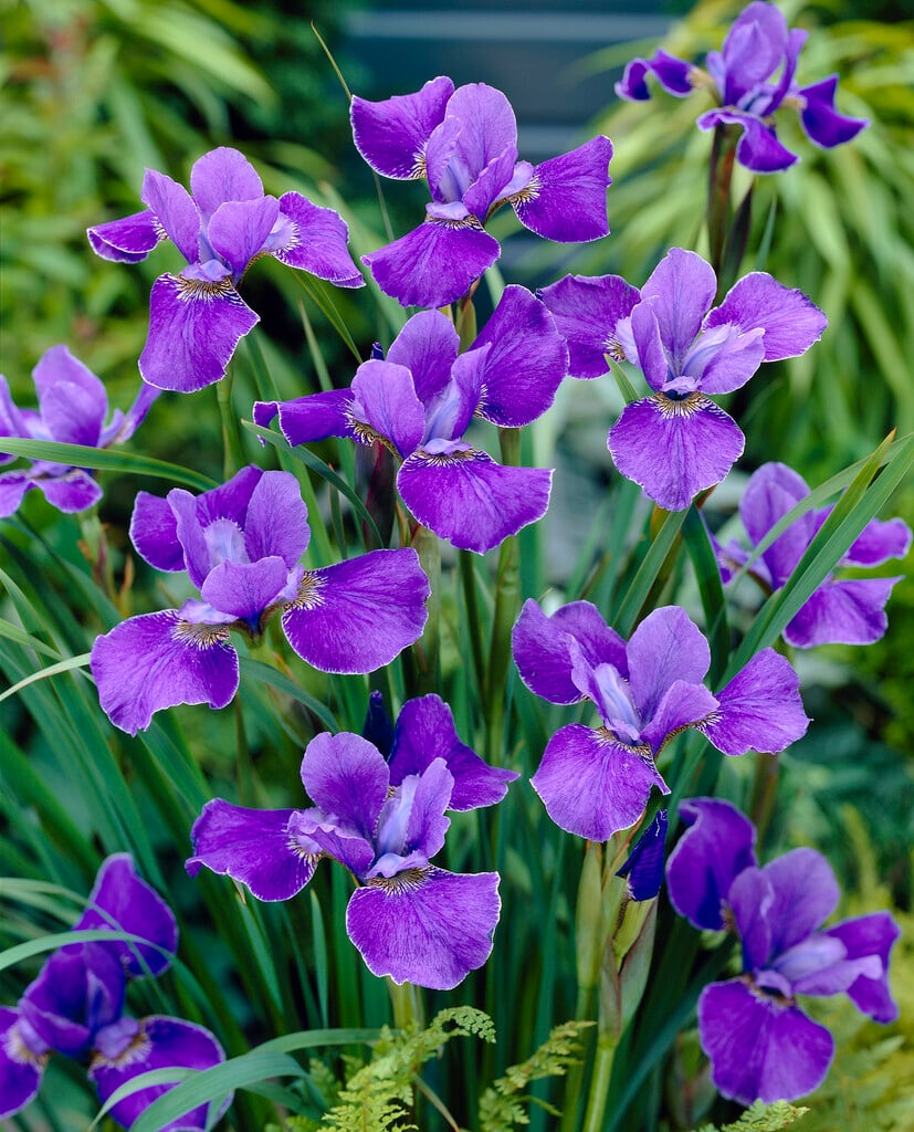 Siberian iris 'Silver Edge'