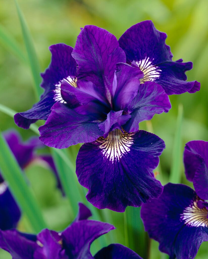 Siberian iris 'Shirley Pope'