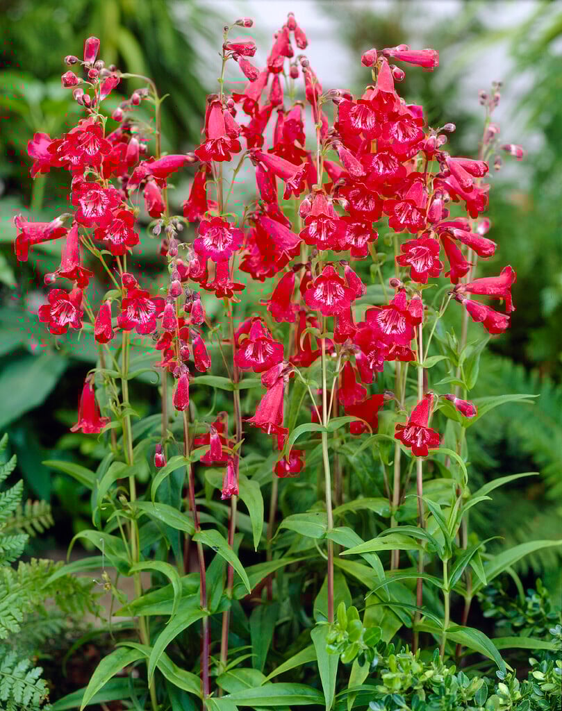 penstemon 'King George V'