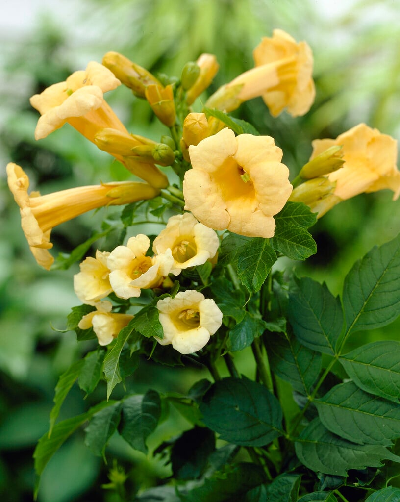 yellow trumpet vine