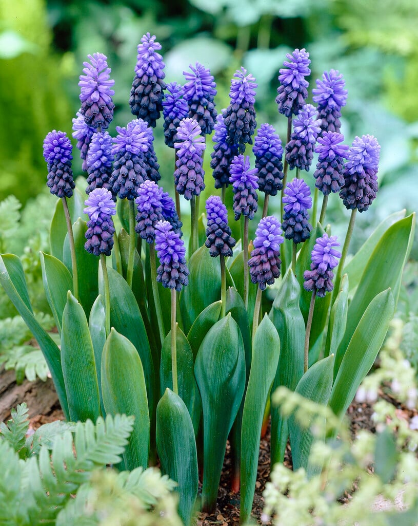 broad-leaved grape hyacinth