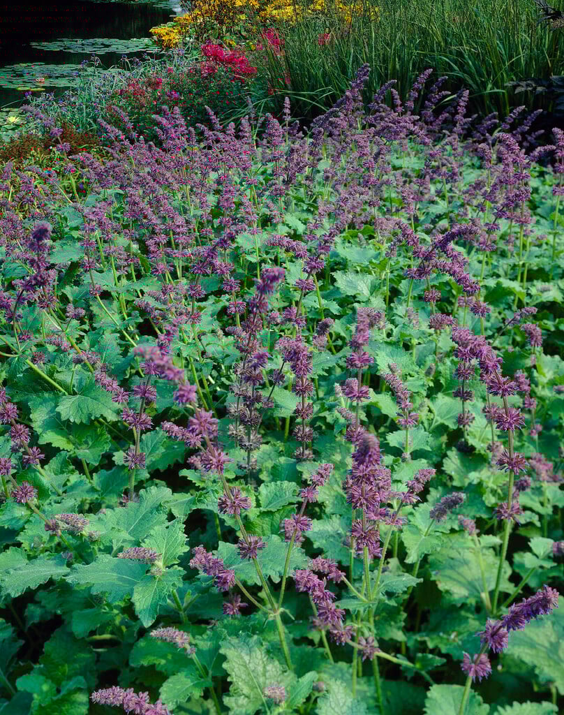 whorled clary 'Purple Rain'