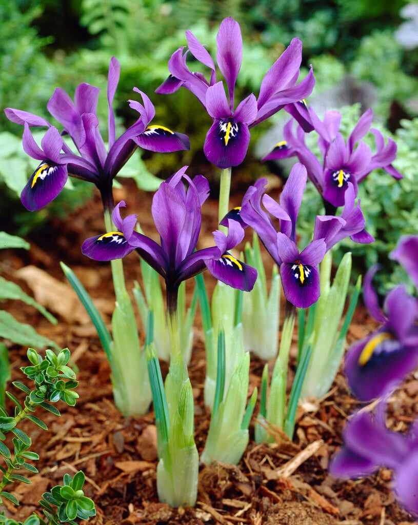 Iris 'George'