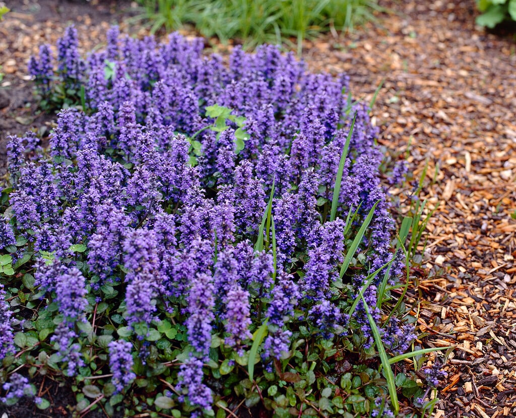 bugle 'Catlin's Giant'