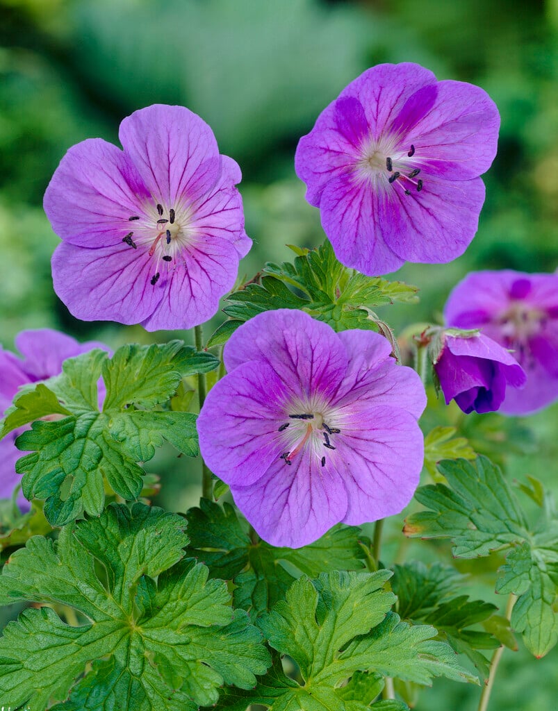 Himalayan cranesbill 'Gravetye'