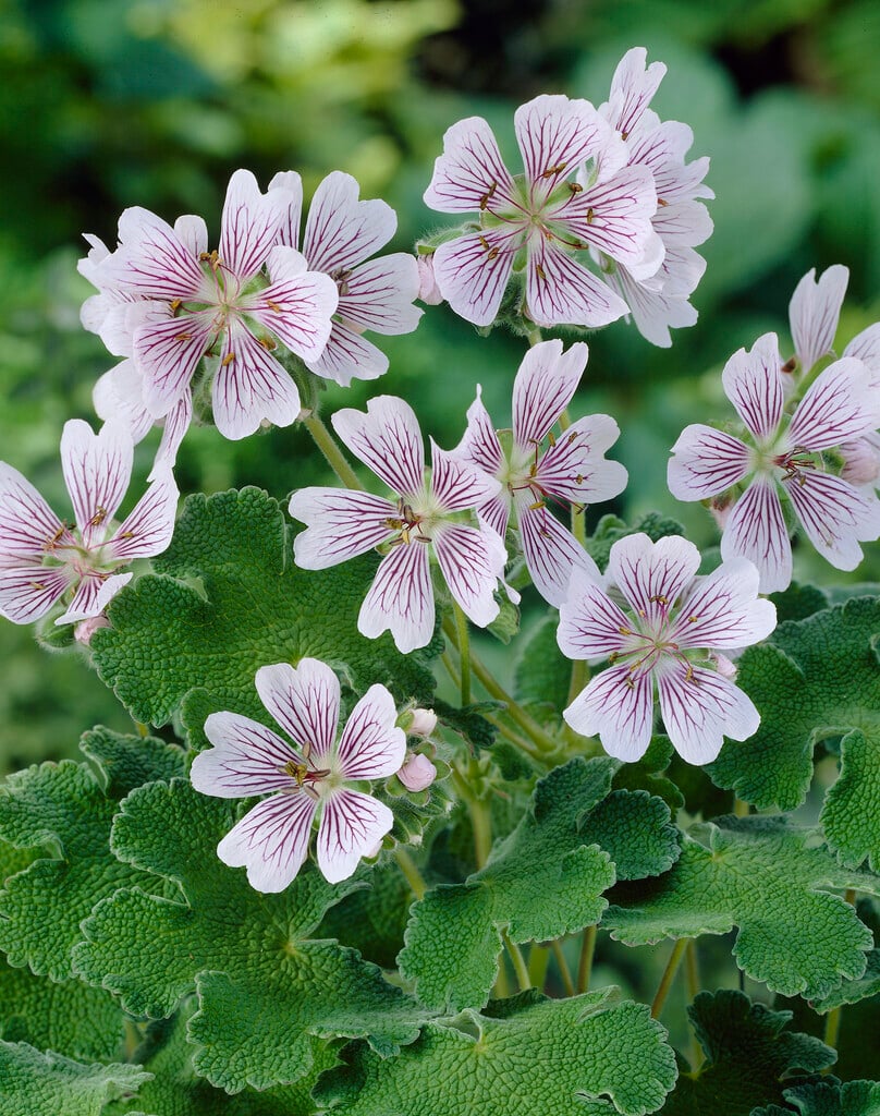 Renard cranesbill
