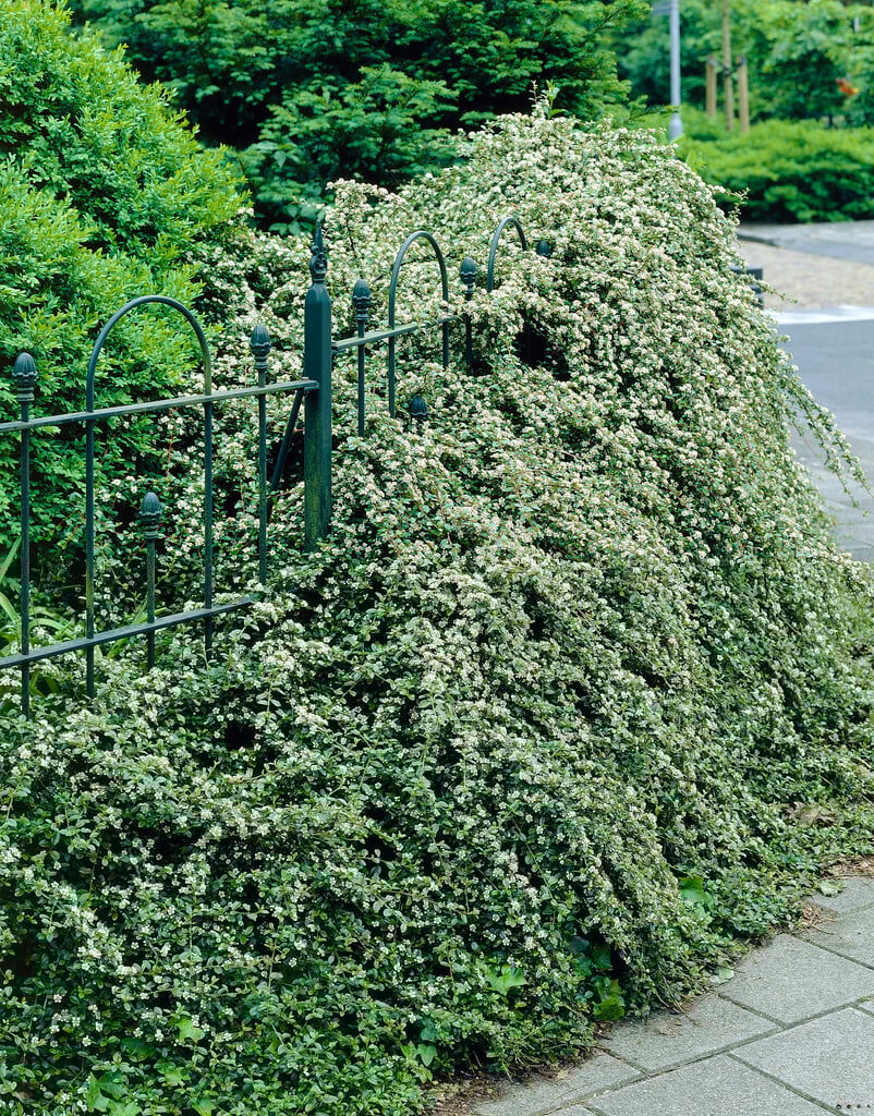 bearberry cotoneaster
