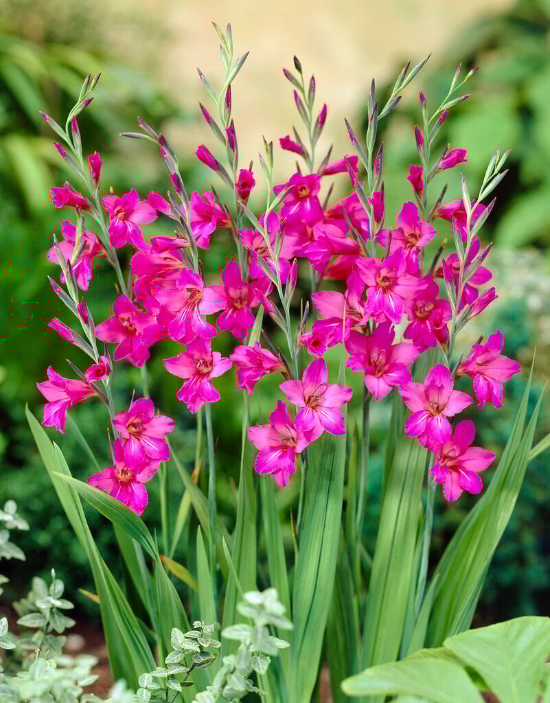 Byzantine gladiolus