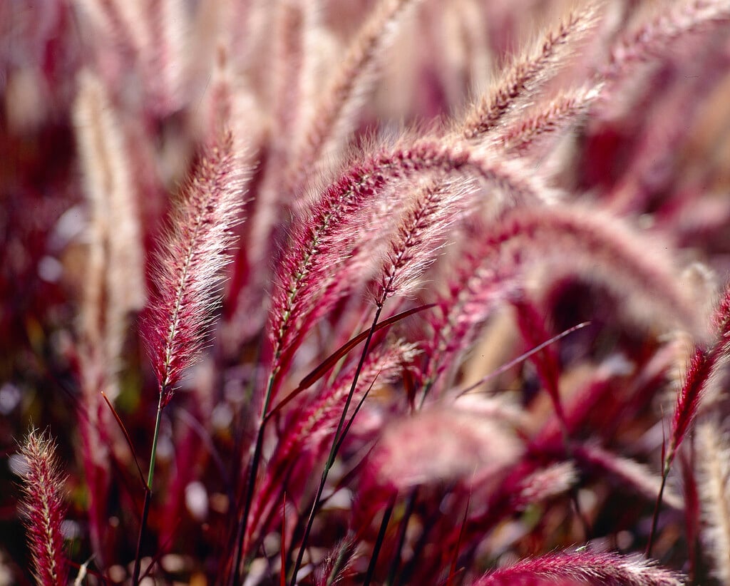 fountain grass 'Rubrum'