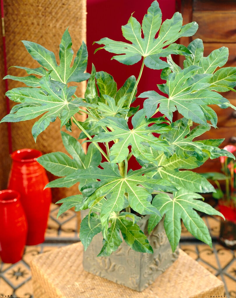 Japanese aralia 'Variegata'
