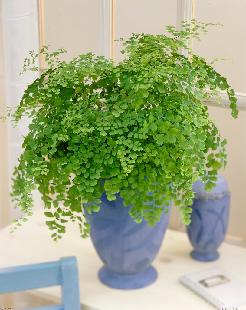 Delta maidenhair fern