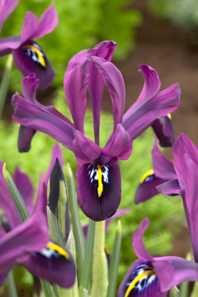Iris 'George'
