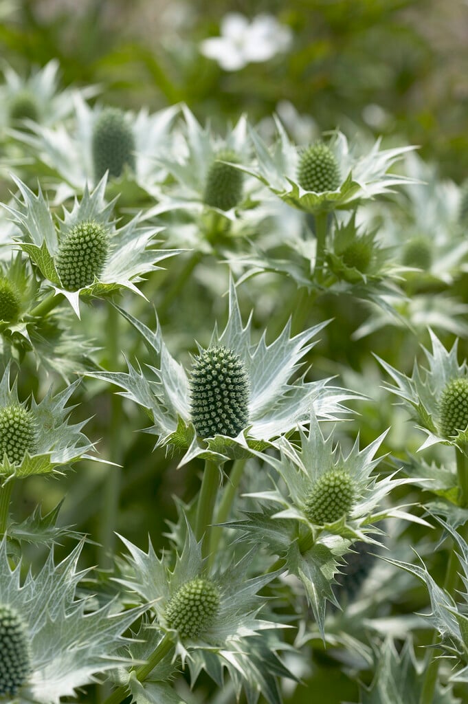 tall eryngo 'Silver Ghost'